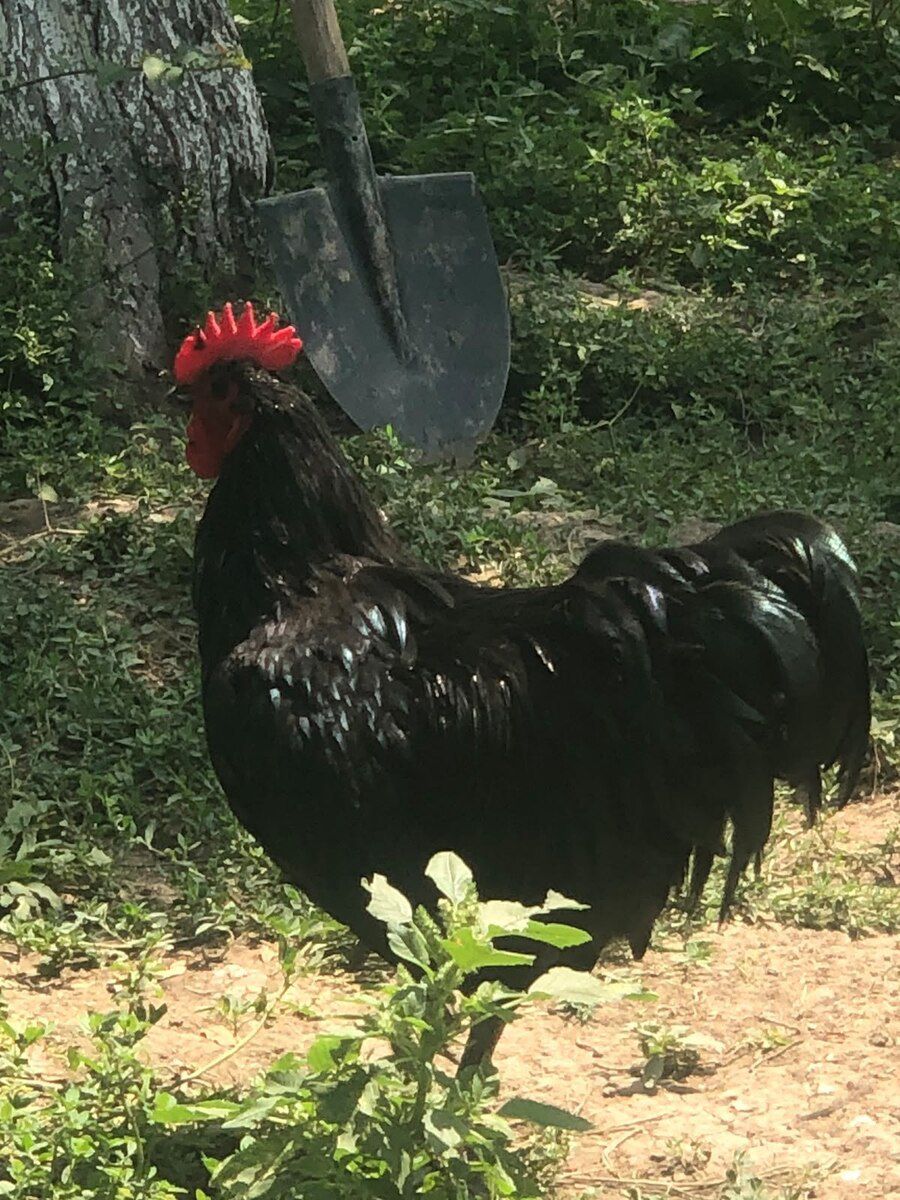 Avstralorp xoruzları — Quşlar, Bakı (3)