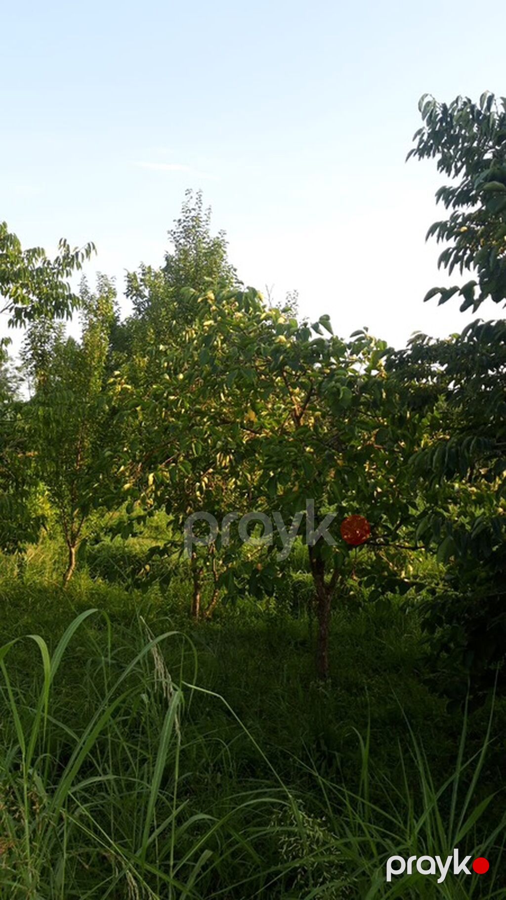 3 hektar.DƏYƏRİNDƏN çox aşağı satılır.kupça çıxarış var. 12 illik — Qida məhsulları, Göyçay