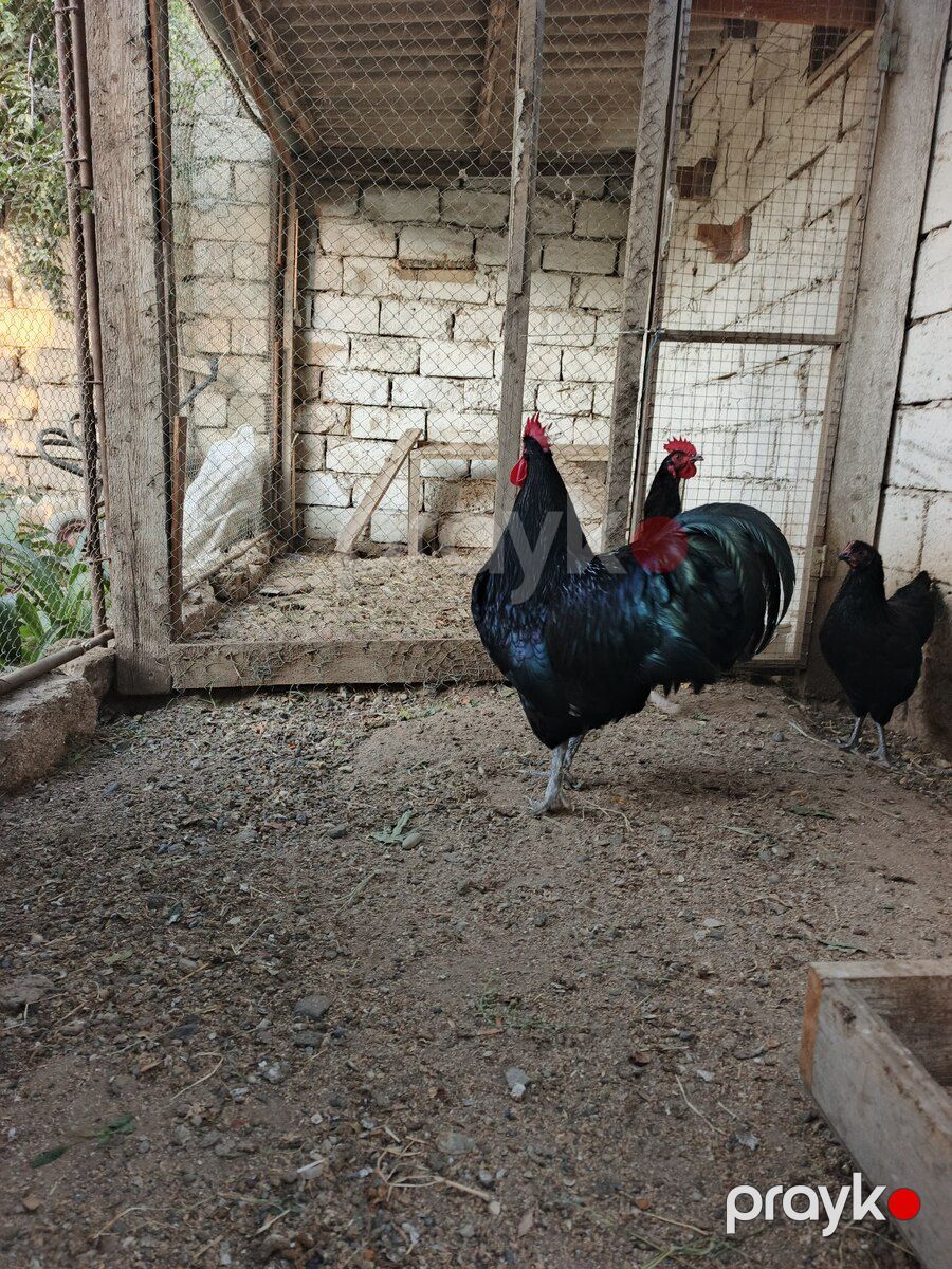 Xoruz — Quşlar, Bakı (3)