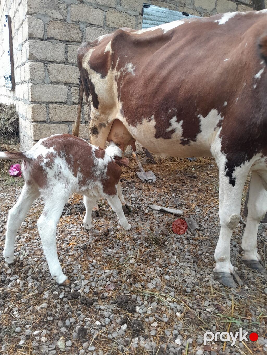 Dişi, Simental, il: 3, 1000 kq, Südlük, Ödənişli çatdırılma — Kənd təsərrüfatı heyvanları, Xaçmaz (10)