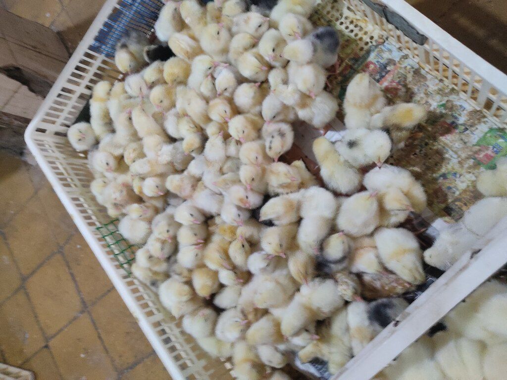 Xarkov cücəsi — Quşlar, Bakı (3)