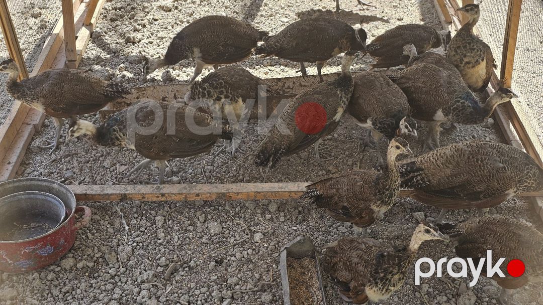 Tovuzquşu — Quşlar, Salyan (6)