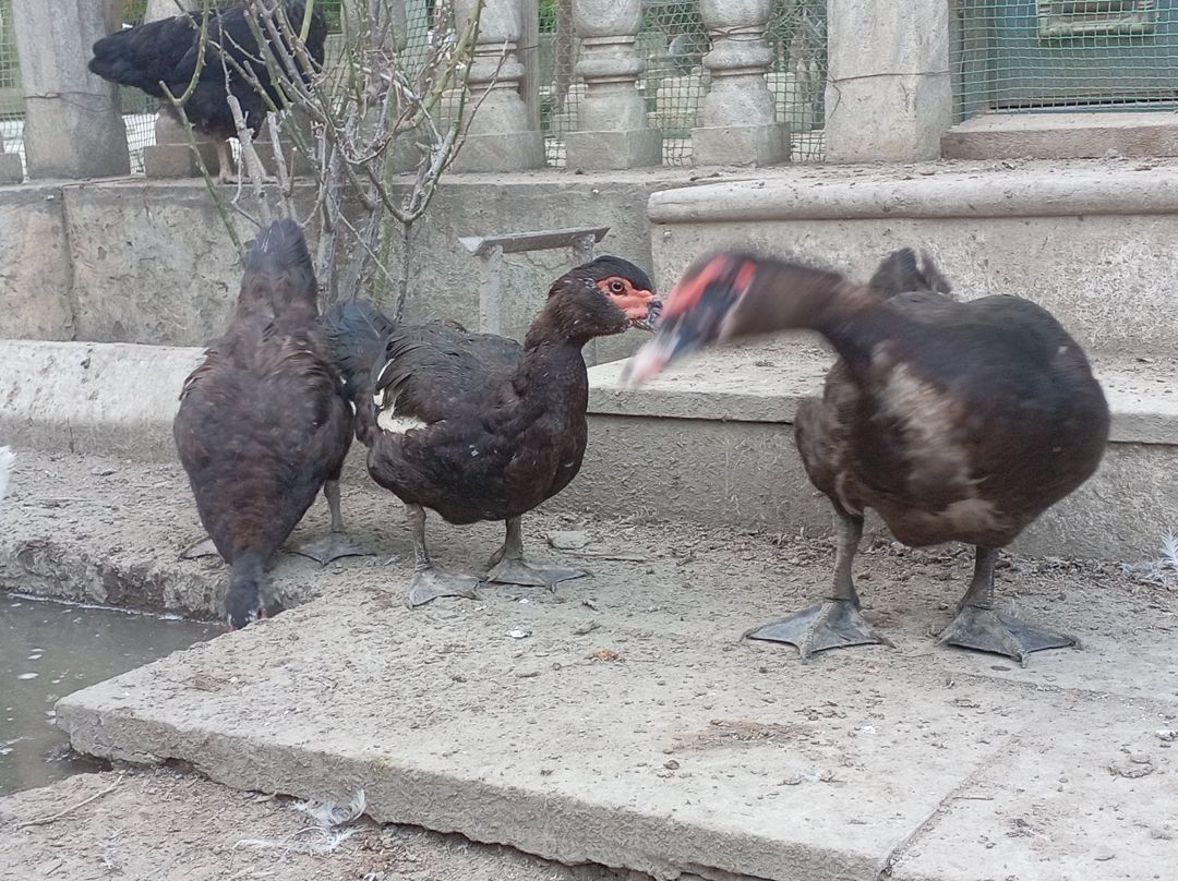 Lal ördəklər — Quşlar, Bakı (4)
