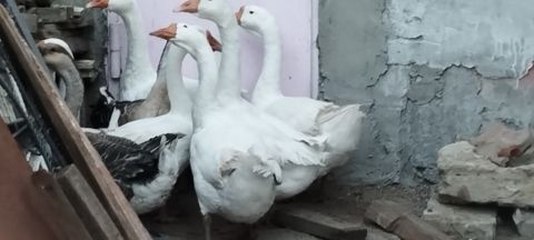 Qazlar — Bakı