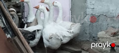 Qazlar — Bakı