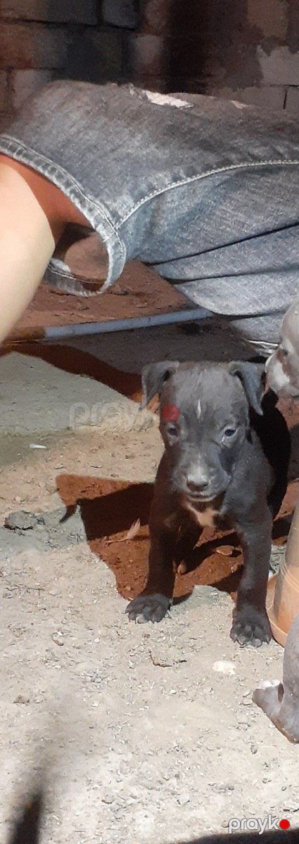 Pitbul balaları — Köpəklər, Bakı (3)