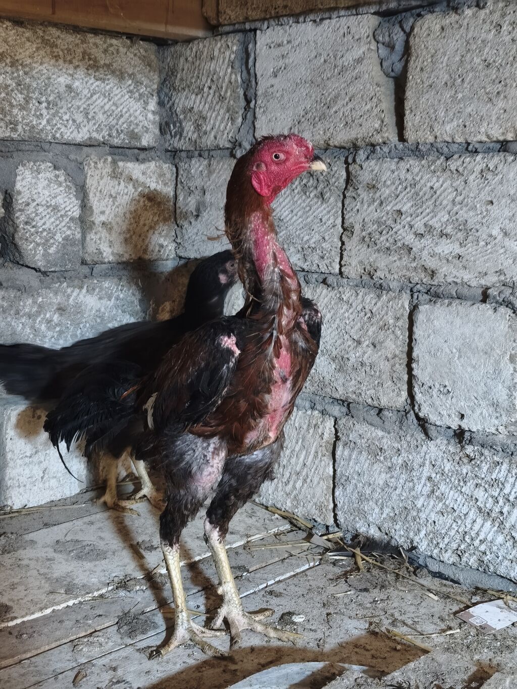 Heyratı xoruz. Təmiz cins saglam,cavan heyvandi. 4 ədəd lal ordekləde — Toyuq və xoruz, Masazır (2)