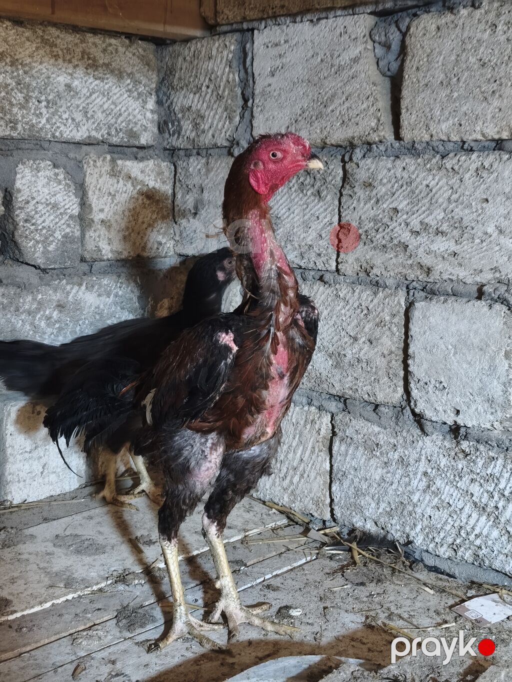 Heyratı xoruz. Təmiz cins saglam,cavan heyvandi. 4 ədəd lal ordekləde — Toyuq və xoruz, Masazır (2)
