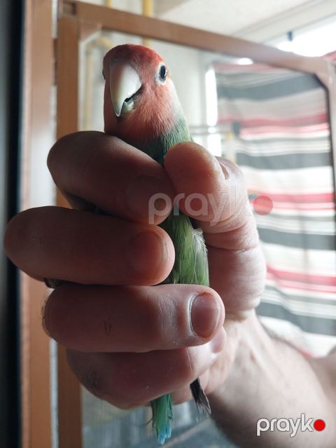 Növ: Agapornis (Sevgi tutuquşusu) – yaşıl bədən, mavi quyruq ucları — Bakı