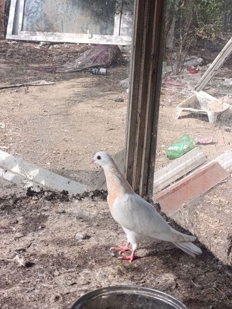 Ağ rəngdə, boyun nahiyəsində açıq şaftalı ləkələri olan gözəl — Digah