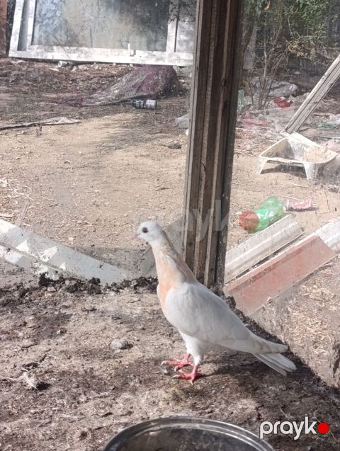 Ağ rəngdə, boyun nahiyəsində açıq şaftalı ləkələri olan gözəl — Digah