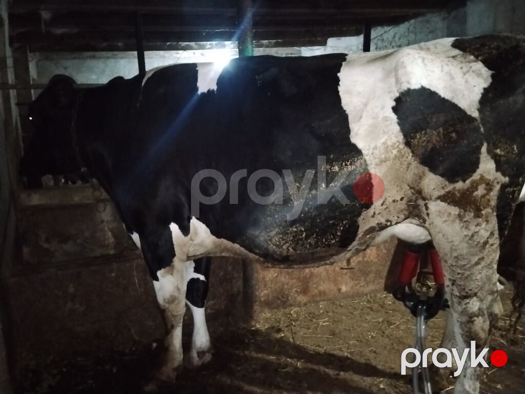 1 qarın doğub cavan maldı partdama kökdü 330340 kilo əti olar — Kənd təsərrüfatı heyvanları, Digah (3)