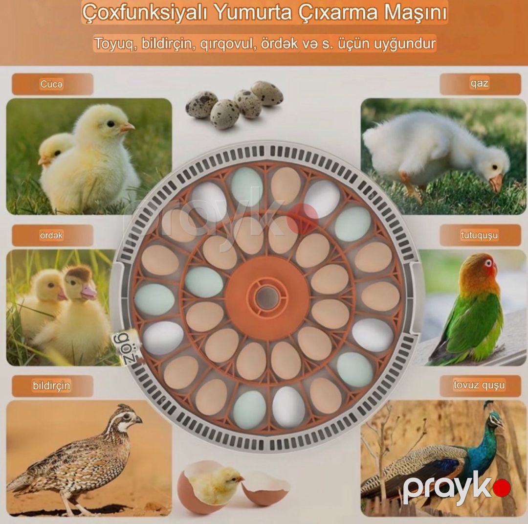 İnkubator 30 yumurta — Biznes və avadanlıq, Bakı (3)