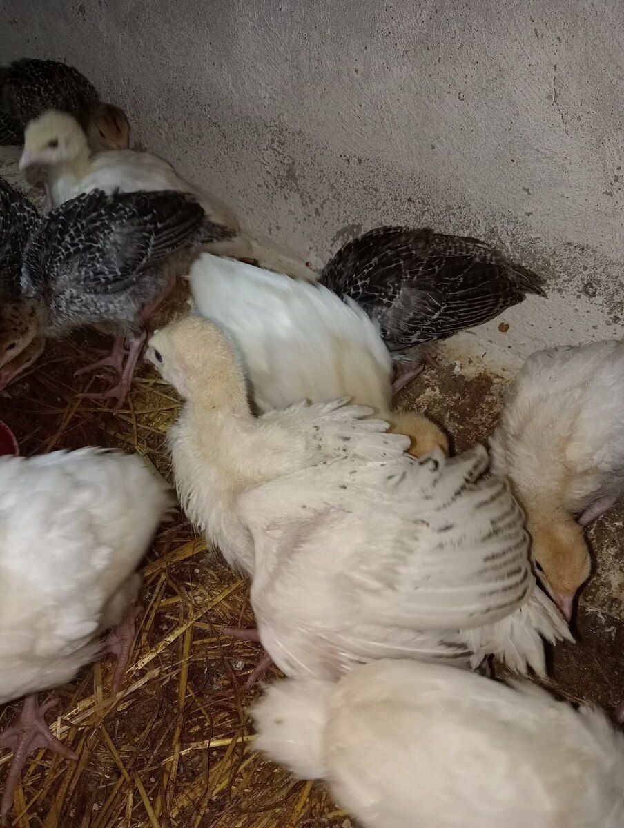 Hinduşka cücələri — Quşlar, Bakı (11)