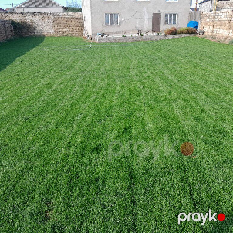 Qazon — Bitkilər, Bakı (7)