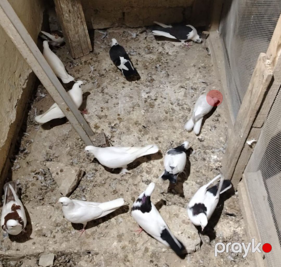 Göyərçinlər — Quşlar, Bakı (3)