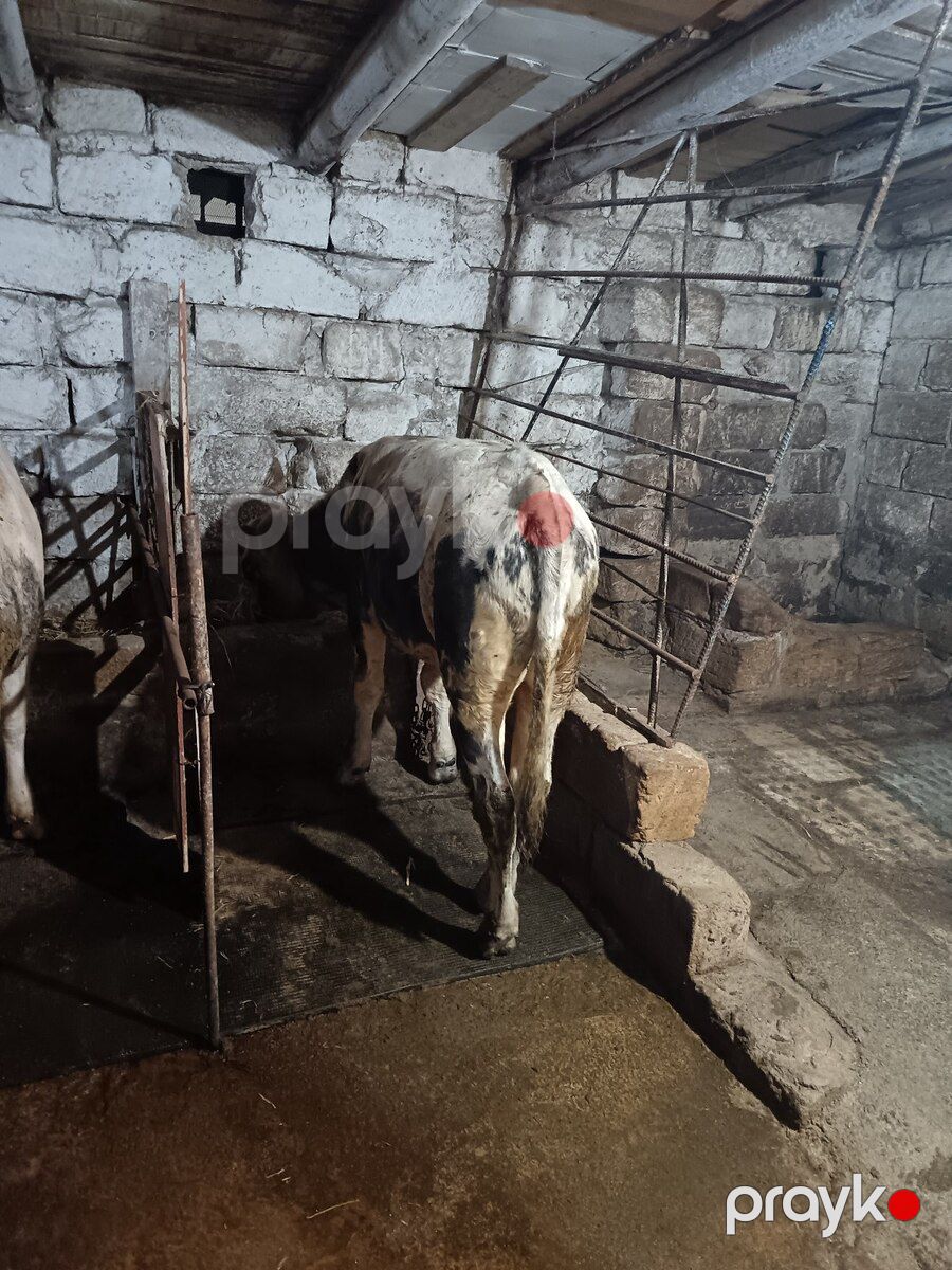 Erkək dana — Kənd təsərrüfatı heyvanları, Bakı (4)