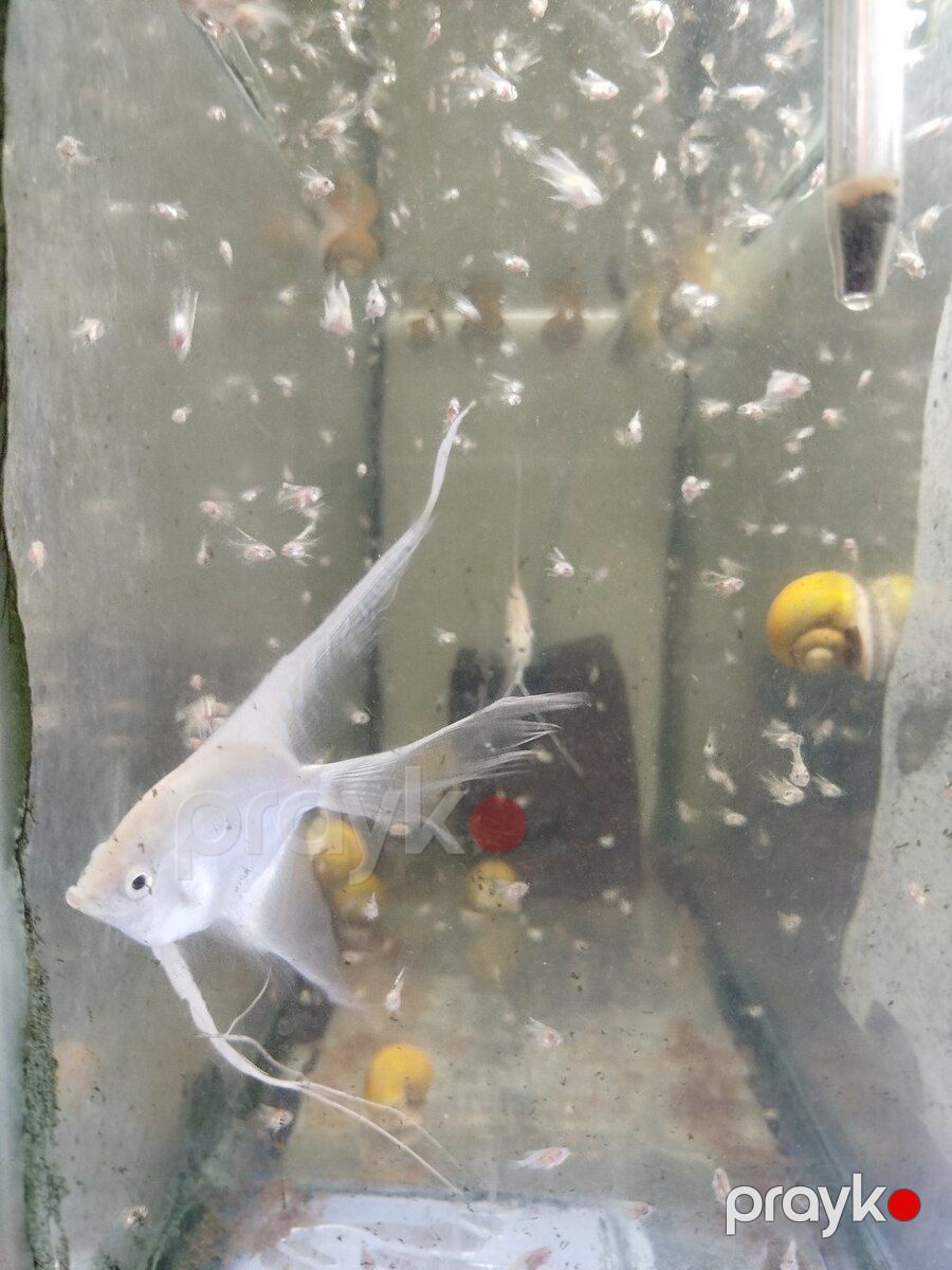 Platin Diamond Valvet — Akvariumlar və balıqlar, Bakı (9)