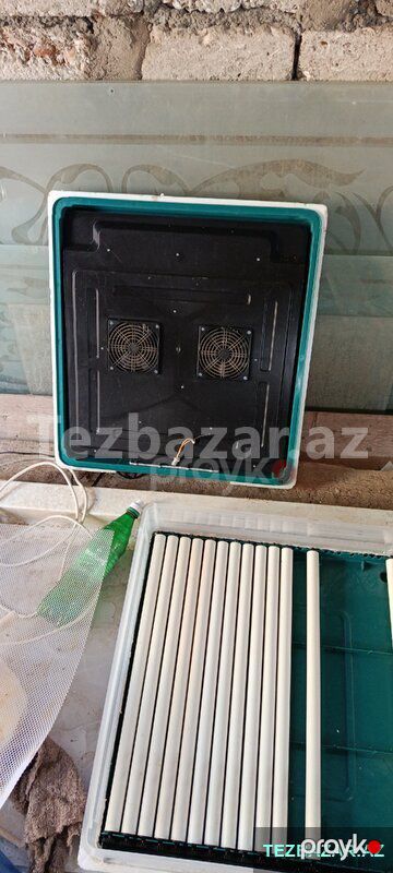 inquvator cüce — Digər heyvanlar, Bakı (2)