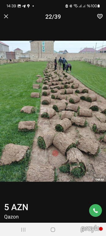 Qazon — Bitkilər, Bakı (8)