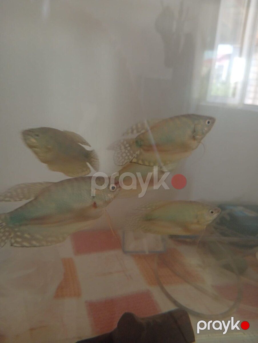 Akvarium — Akvariumlar və balıqlar, Bakı (6)