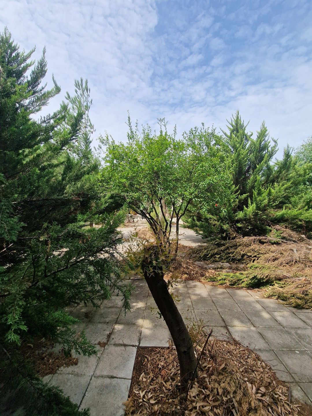 Satılır torpaq 10 sot — Torpaq, Bakı (8)