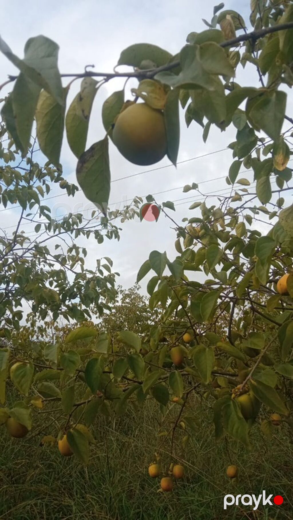 3 hektar.DƏYƏRİNDƏN çox aşağı satılır.kupça çıxarış var. 12 illik — Qida məhsulları, Göyçay (10)