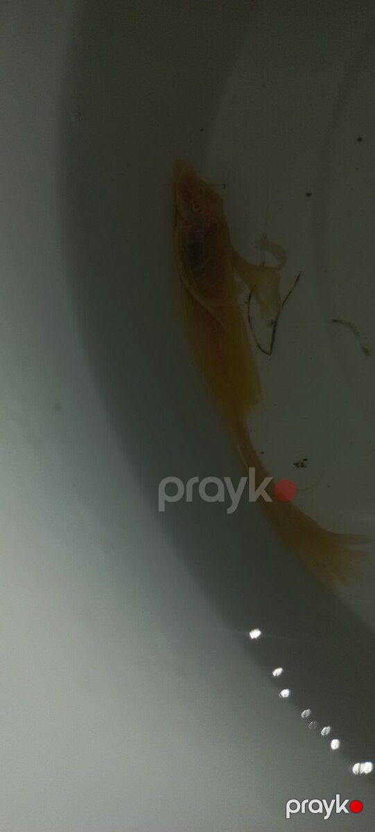 Ansitrus — Akvariumlar və balıqlar, Bakı (5)