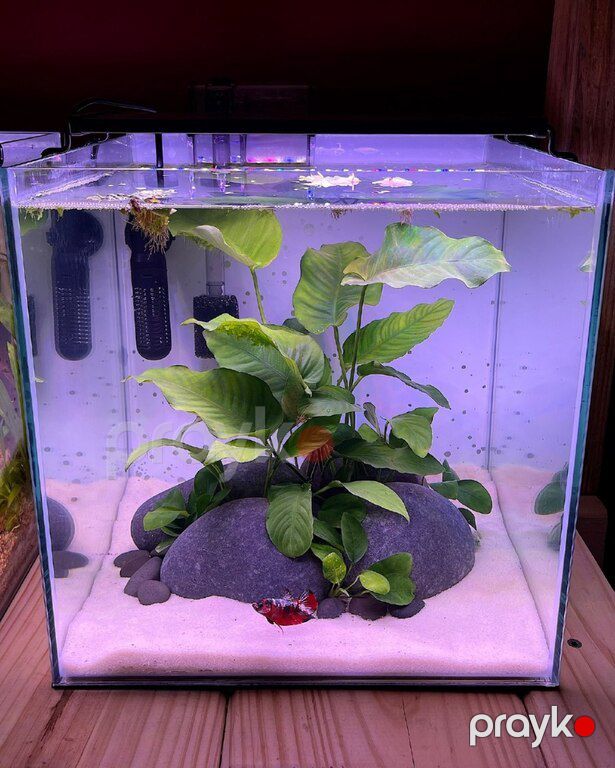 Nano akvarium — Akvariumlar və balıqlar, Bakı (2)