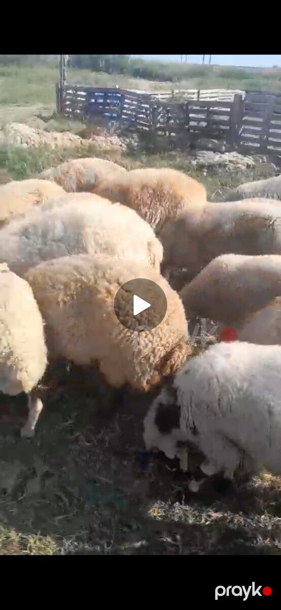 Qoyun — Kənd təsərrüfatı heyvanları, Şabran (2)