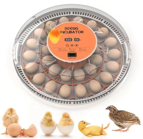 İnkubator 30 yumurta — Bakı