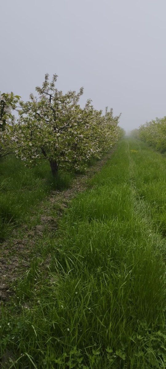 115 sot torpaq sahəsi, Quba r — Torpaq, Quba (2)