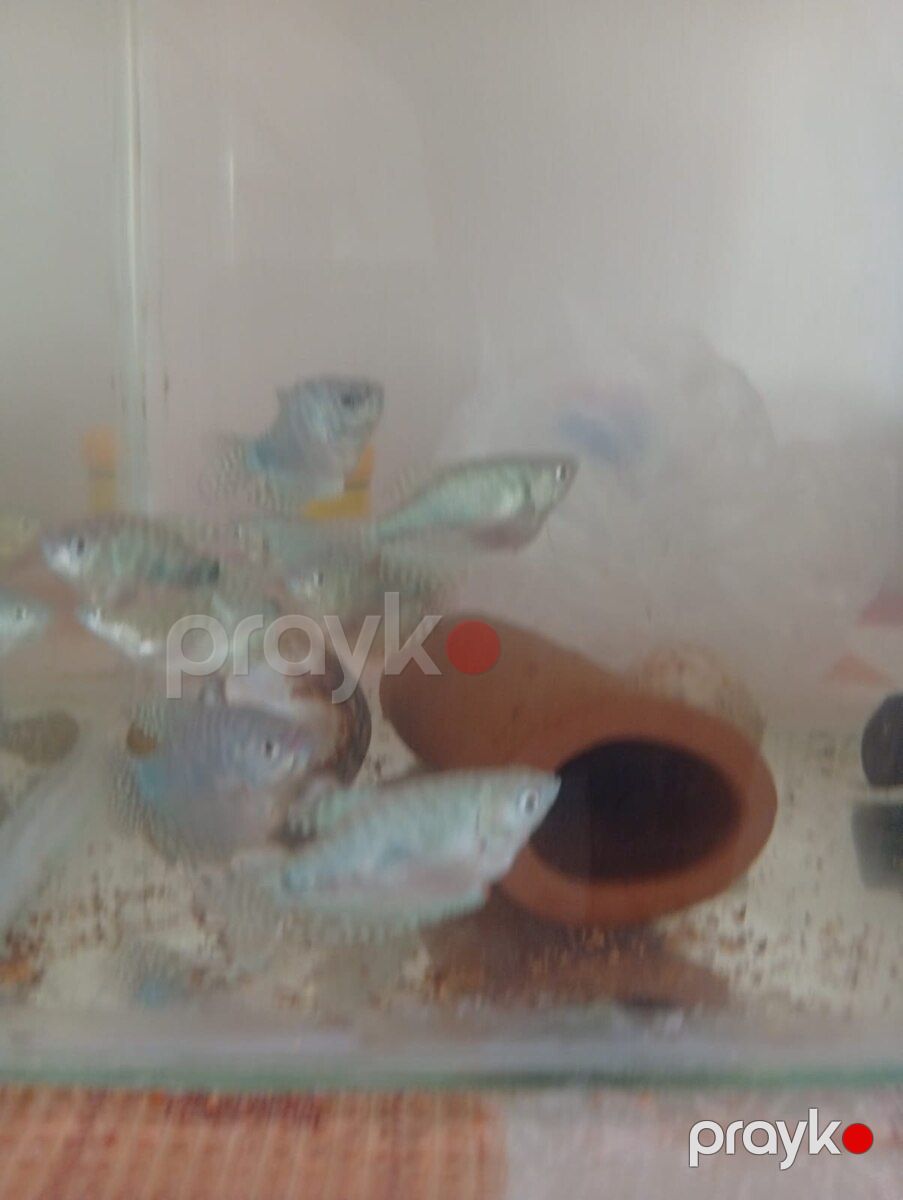 Akvarium — Akvariumlar və balıqlar, Bakı (2)
