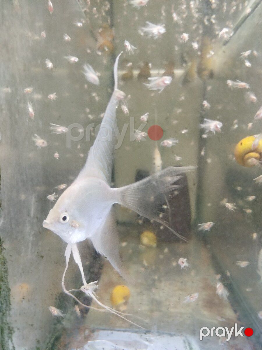 Platin Diamond Valvet — Akvariumlar və balıqlar, Bakı (8)