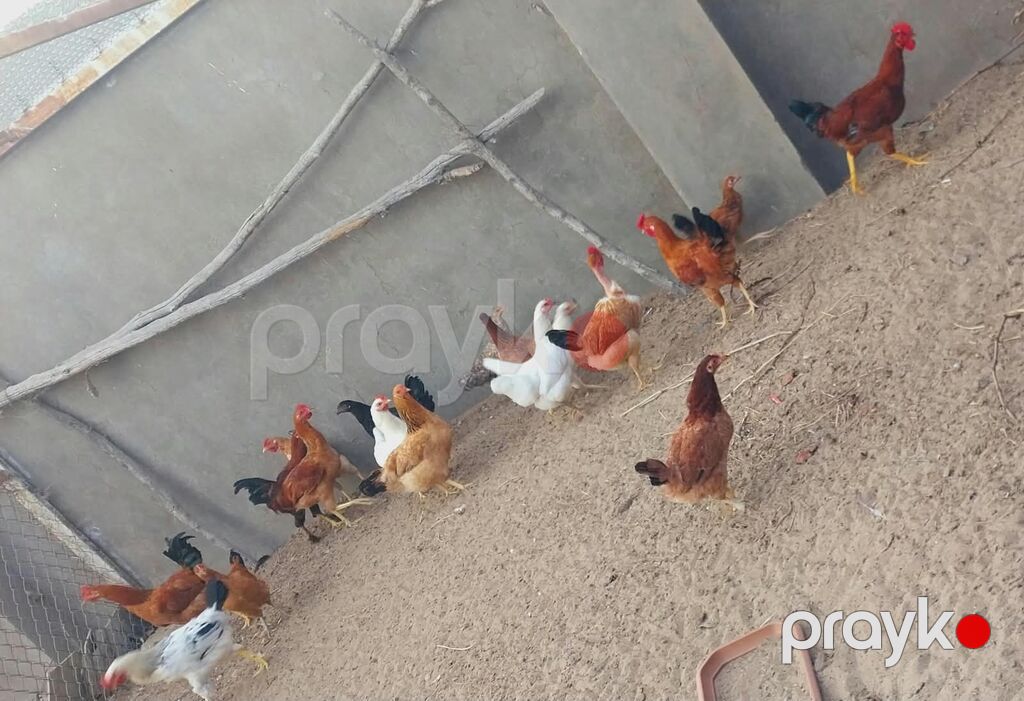Salam hər vaxtınız xeyir olsun Cavan yeni banlayan Xoruzlar satılır — Digərləri, Digah (3)