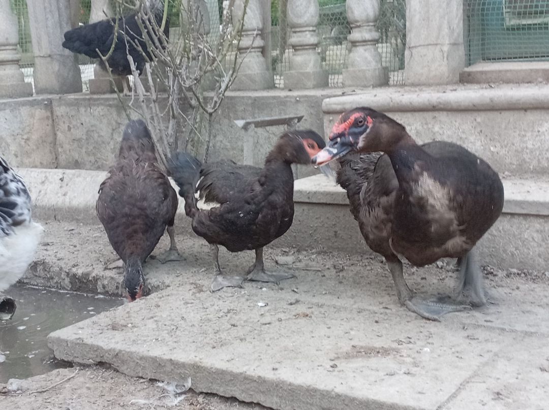 Lal ördəklər — Quşlar, Bakı (2)
