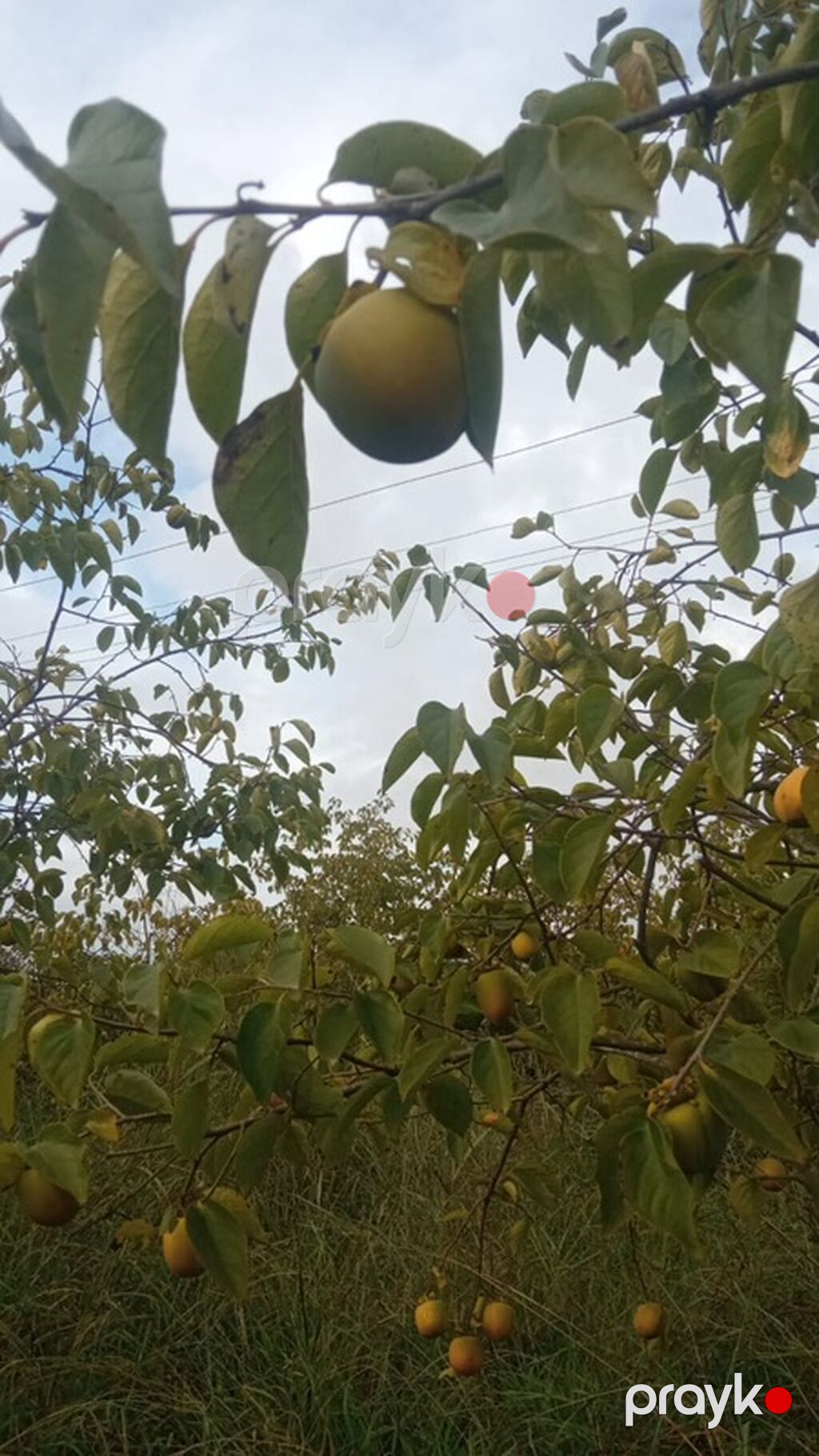 300 sot, Biznes üçün, Mülkiyyətçi, Kupça (Çıxarış) — Torpaq, Göyçay (10)