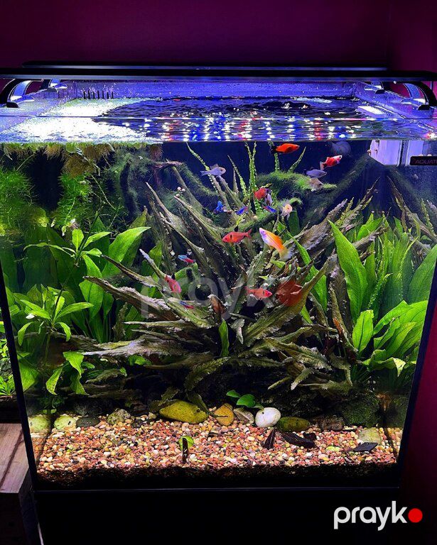 Nano akvarium — Akvariumlar və balıqlar, Bakı (5)