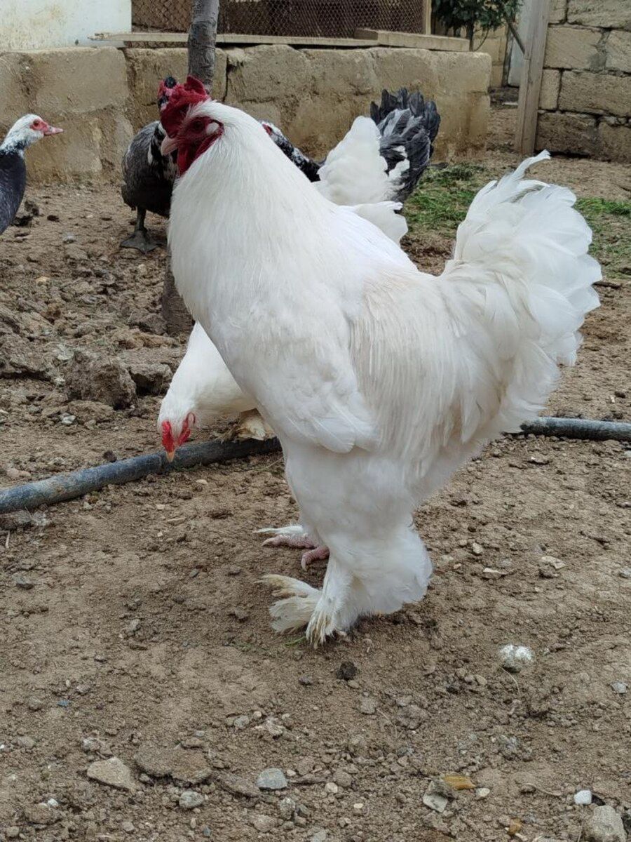 Brama yumurtası — Quşlar, Bakı (7)