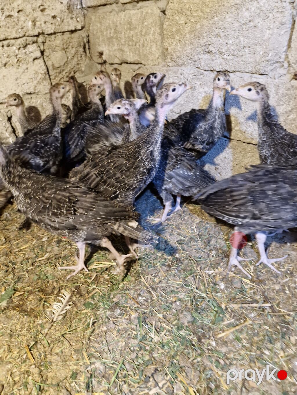 Amerikan Bronz yumurtası cücələr və böyümüş balalar Təsvir: - Ev — Qida məhsulları, Digah (4)