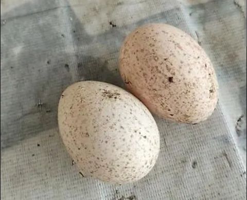 Firəng yumurtası — Bakı