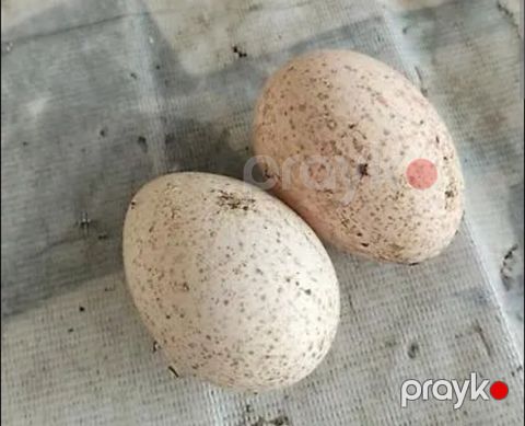 Firəng yumurtası — Bakı