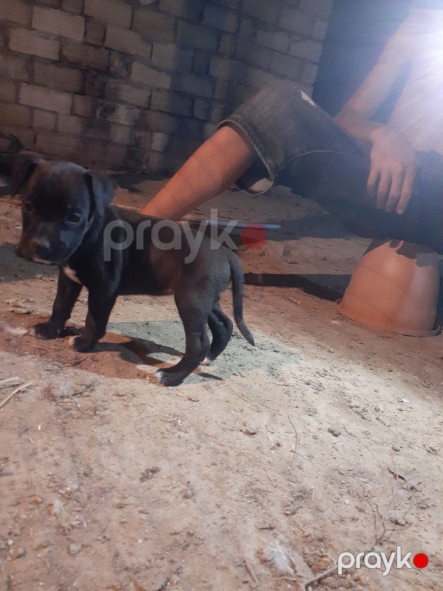 Pitbul balaları — Köpəklər, Bakı (5)