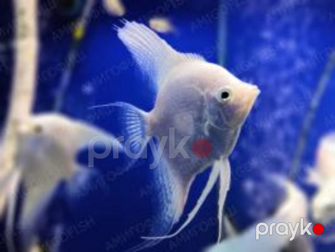 Platin Diamond Valvet — Akvariumlar və balıqlar, Bakı (5)