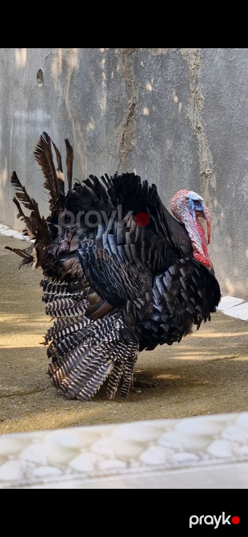 Amerikan Bronz yumurtası cücələr və böyümüş balalar Təsvir: - Ev — Qida məhsulları, Digah (5)