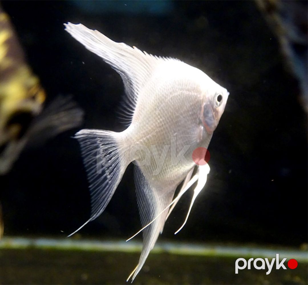 Platin Diamond Valvet — Akvariumlar və balıqlar, Bakı (3)