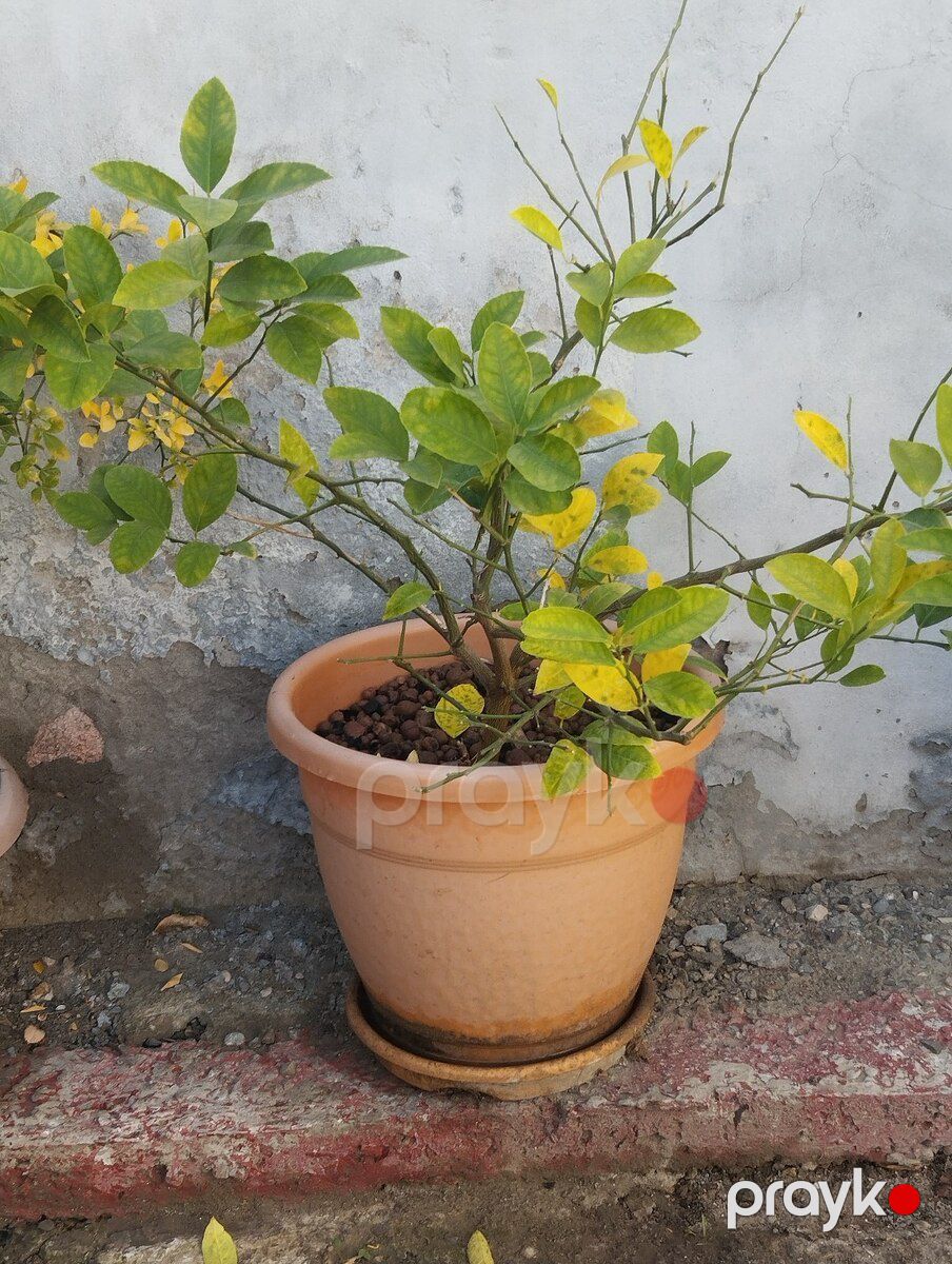 Limon ağacı — Bitkilər, Xırdalan (2)