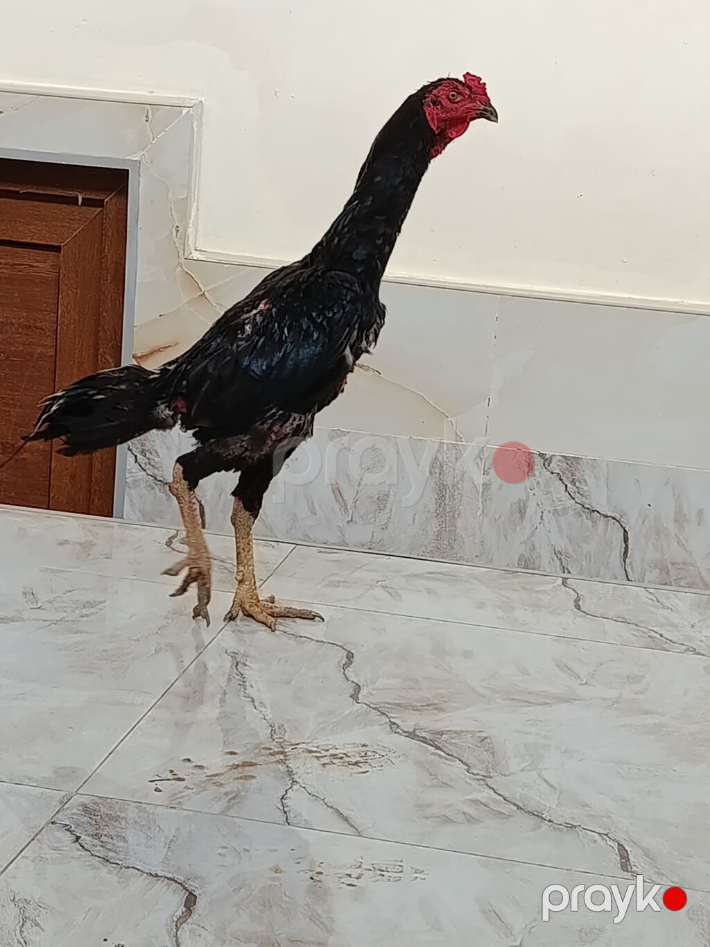 Qara cavan heyvandi tuleyden çixir luboy tayini getir yoxla Cox aktif — Toyuq və xoruz, Bakı (6)