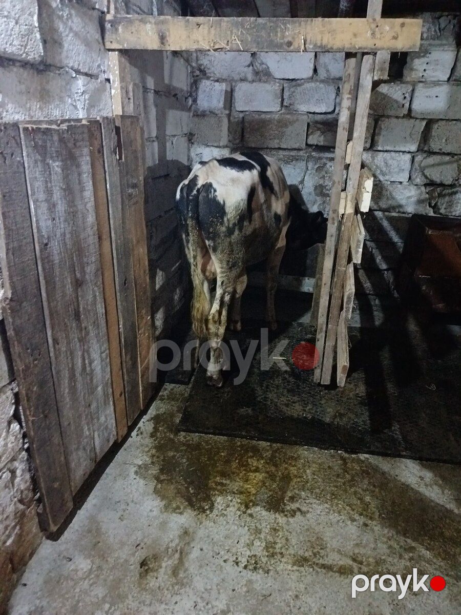 Erkək dana — Kənd təsərrüfatı heyvanları, Bakı (3)