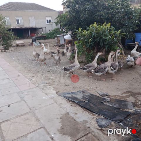 Məhsul: Qaz sürüsü led Təsvir: - Həyət şəraitində saxlanılan sağlam — Mehdiabad